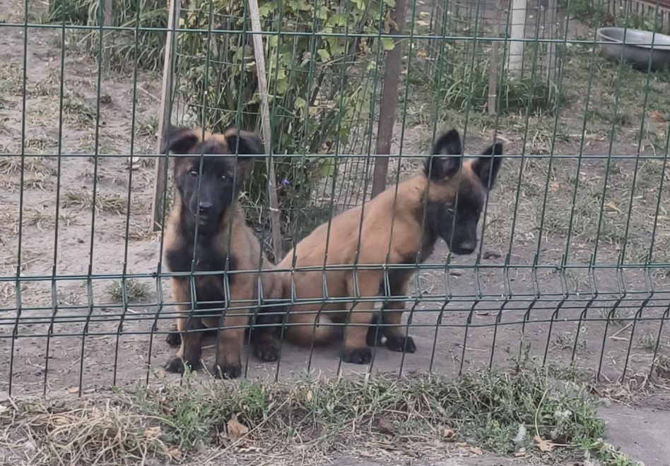 Купить щенка бельгийской овчарки.