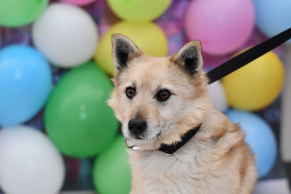 Nieśmiały Urwis  szuka domu pełnego miłości