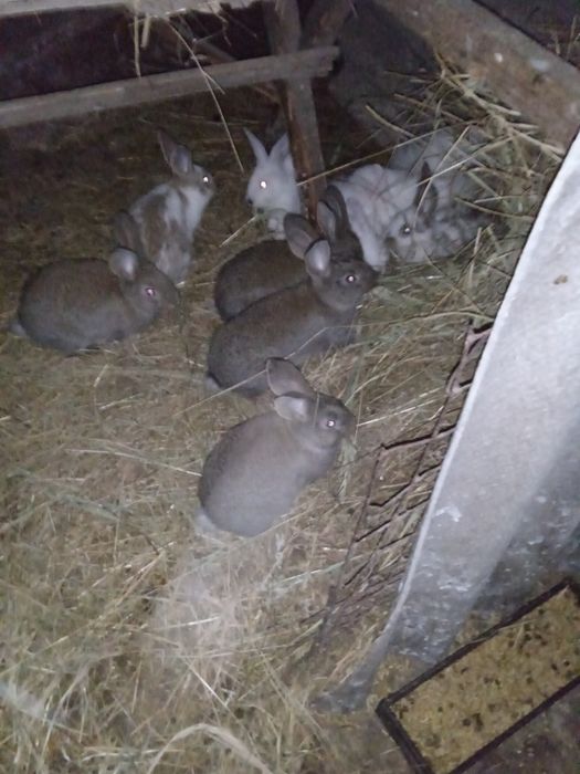 Кролі .Молодняк.