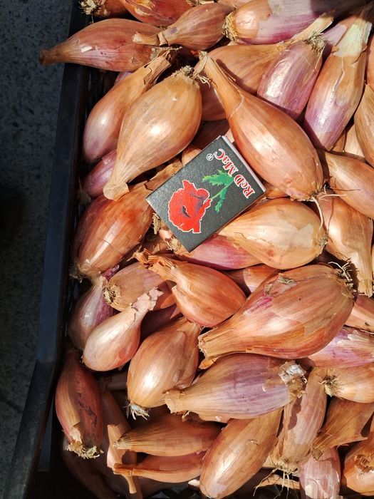 Цибуля корчушка.