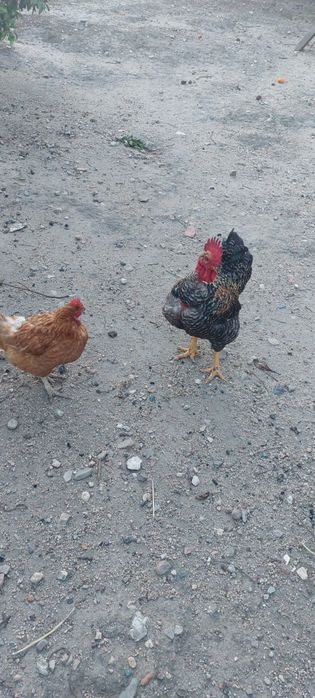 Ovos caseiros de galinhas em liberdade