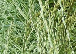 Życica westerwoldzka (rajgras holenderski)