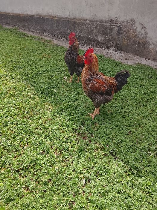 Kura australorp młode