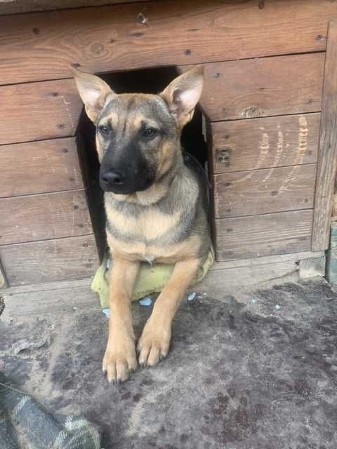 Девочки, 1 год. Стерилизованы. Ищут хозяина.