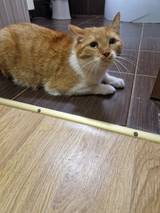 Отдам рыжего кота,  4 года, кастрирован