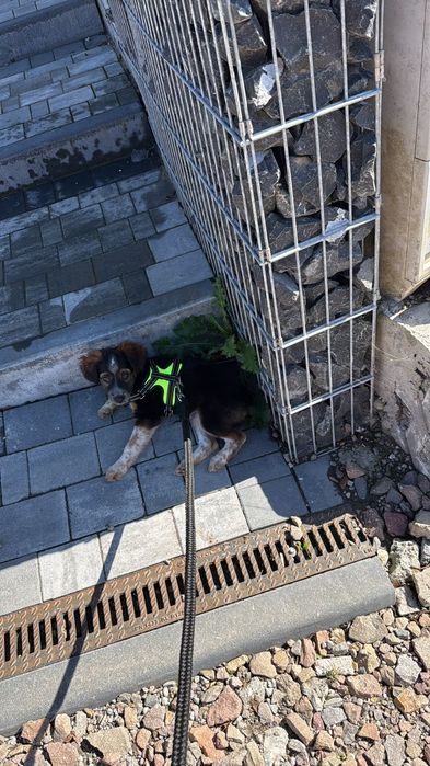 Piesek 3 miesiące do oddania