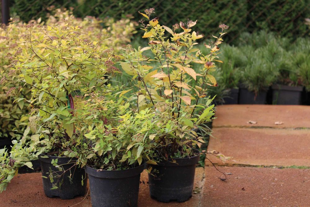 Tawuła Golden Prnicess doniczki 1,5l