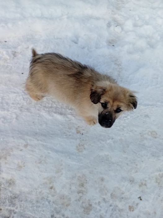 Віддам собачки в добрі руки