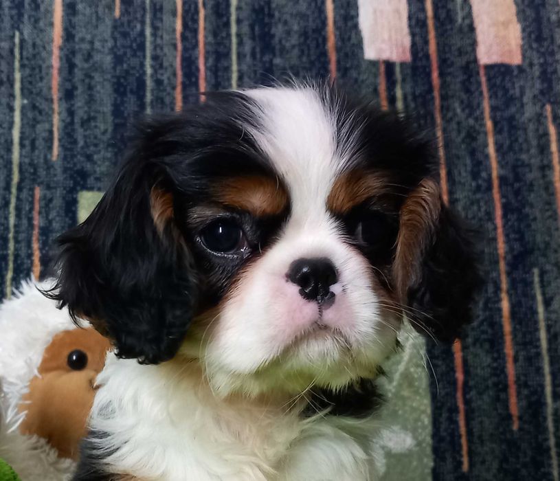 Кавалер кінг чарльз спаніель