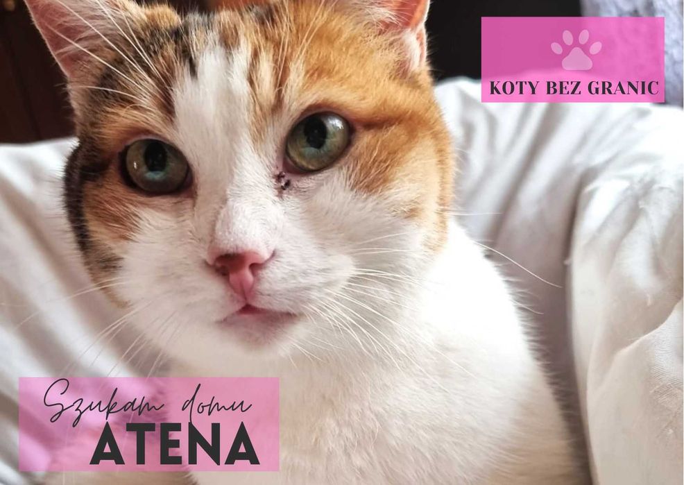 Atena dojrzała trikolorka, wyrwana z piekła szuka pilnie domu