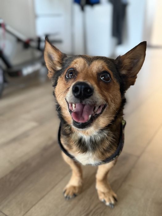 Psiak Tobi do adopcji
