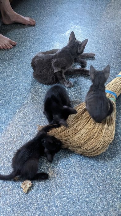 Отдам чудесных котят.