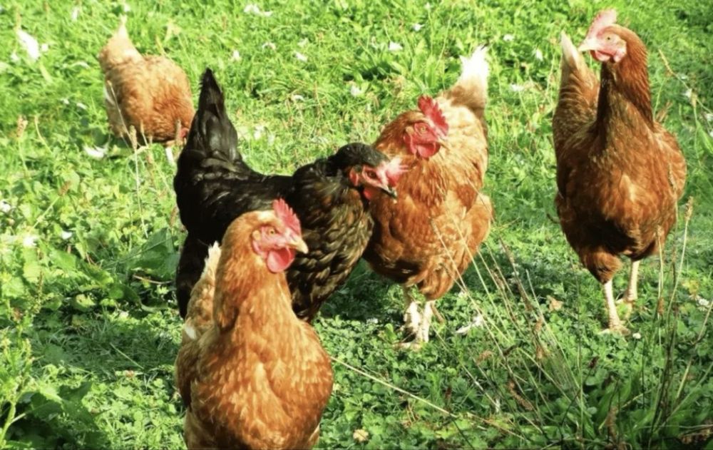 Oddam za darmo młode kury