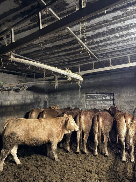 8 Novilhas prontas para abate