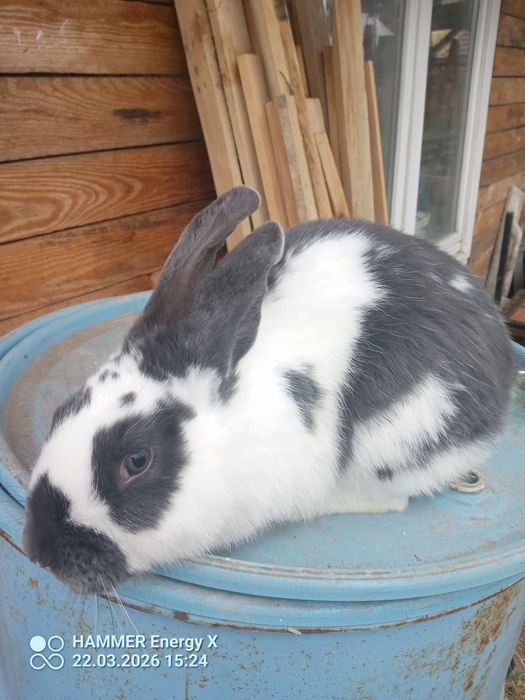Sprzedam krolika