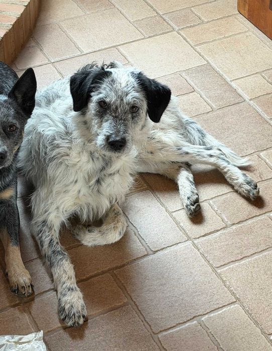 Cão Podengo 2anos para Adoção