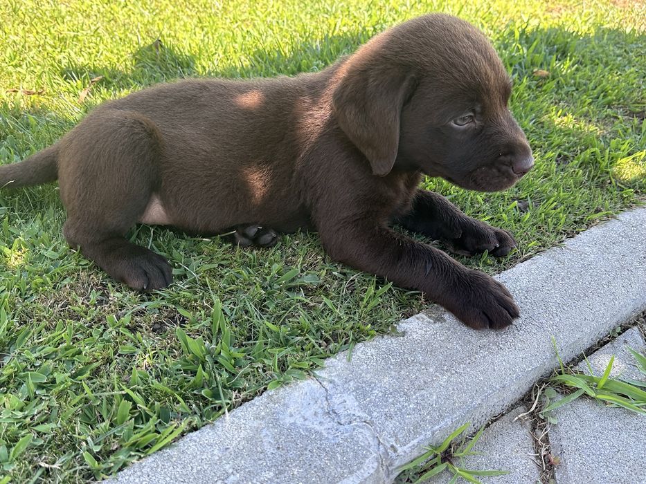 Labrador Retriever LOP e Afixo - MACHO