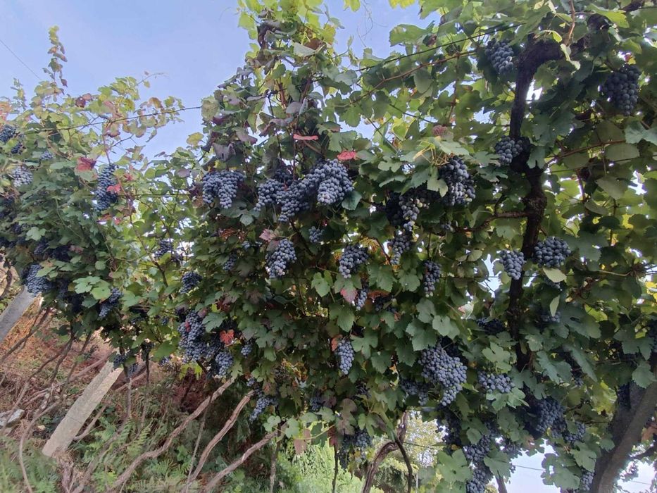 Uvas tintas e brancas