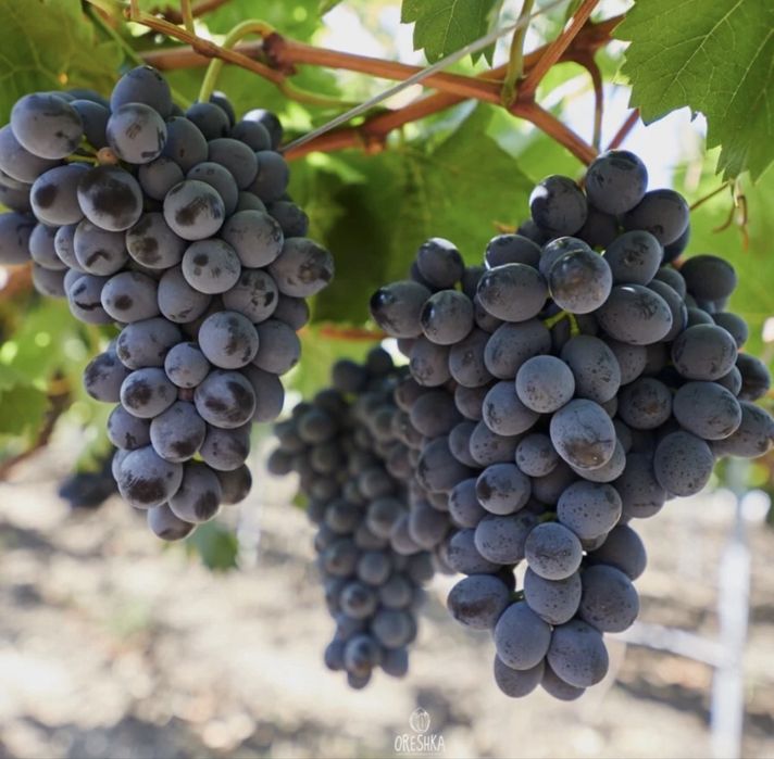 Vendo Uvas Tinta