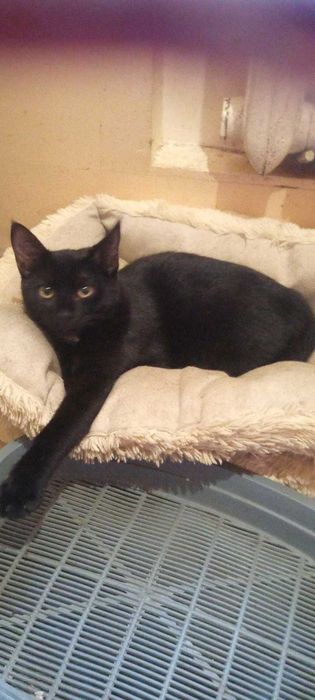 Отдам в хорошие руки маленькую кошечку, возр. 3.5 мес.