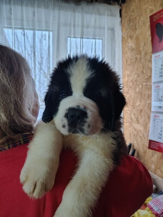 Найкращі компаньони для всієї родини. Сенбернари КСУ.