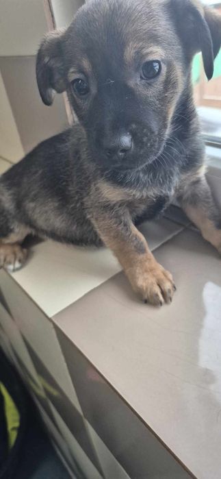 Szczeniaki około 3 miesiące