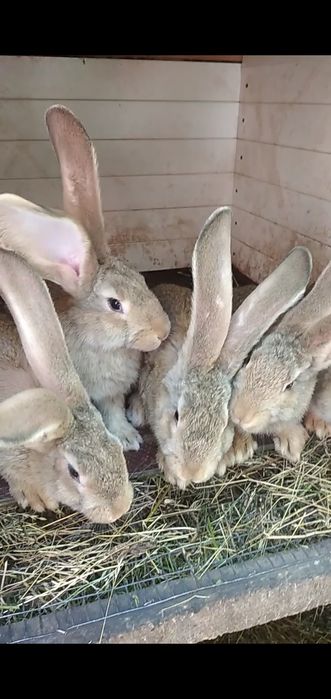 Прод/обмін на ячмінь, овес  бельгійці кролики,кролі,крілики, кітні са