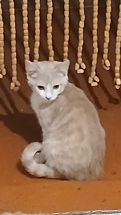 Отдам     даром  кошечек