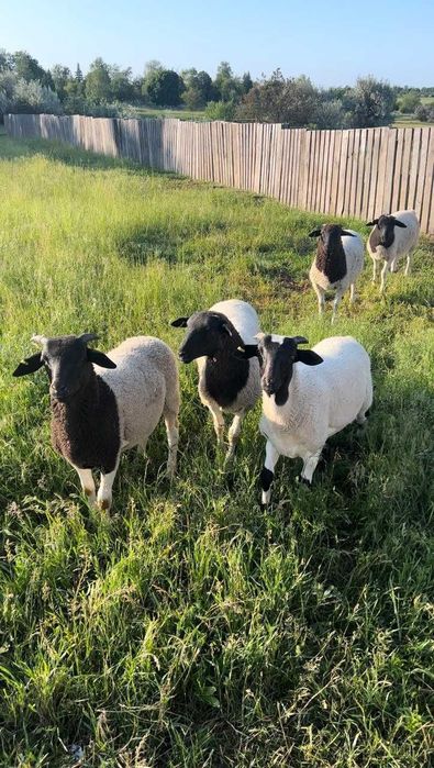 Продам баранів та овець.