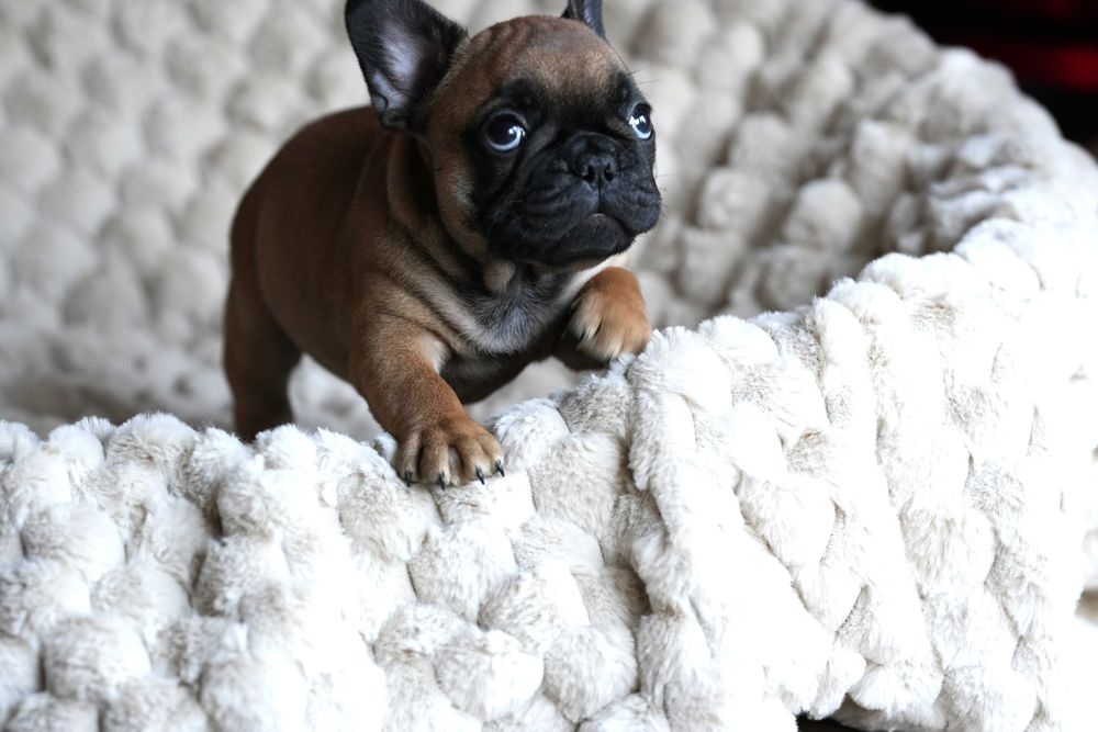 Buldog francuski ZKWP/FCI piesek po championach