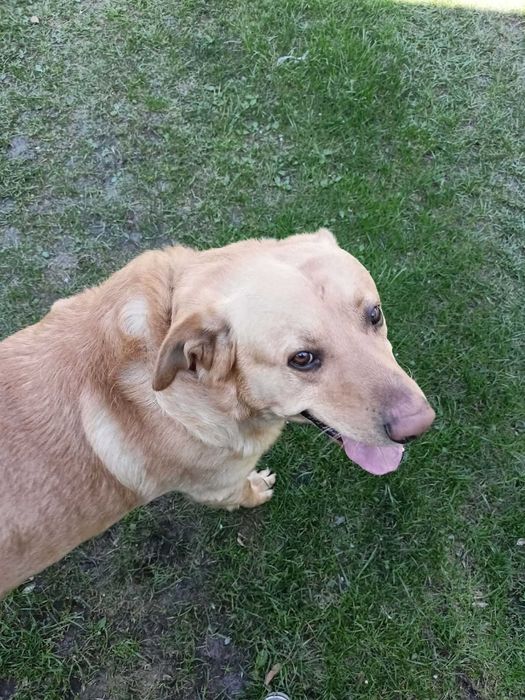 Labrador szuka nowego domu
