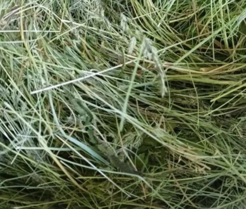 Сіно 2025 року  для тварин