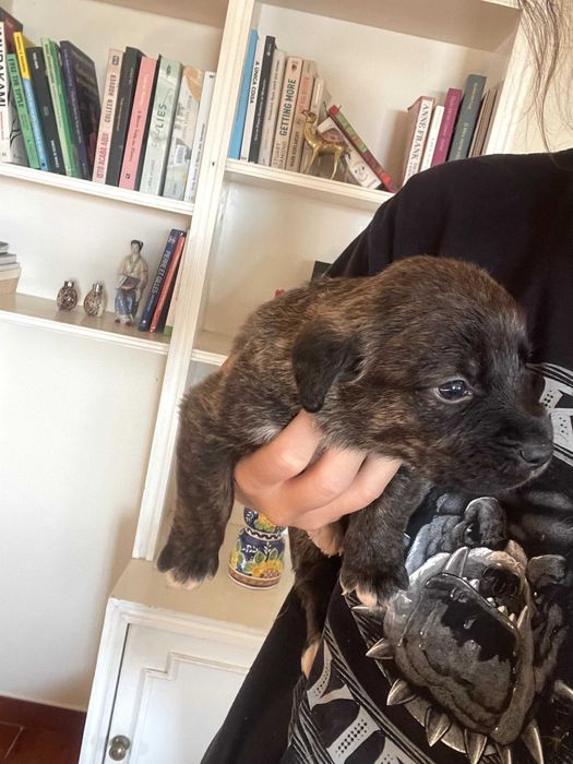 Adoção | 5 Cachorrinhas Arrasado de Fila de São Miguel