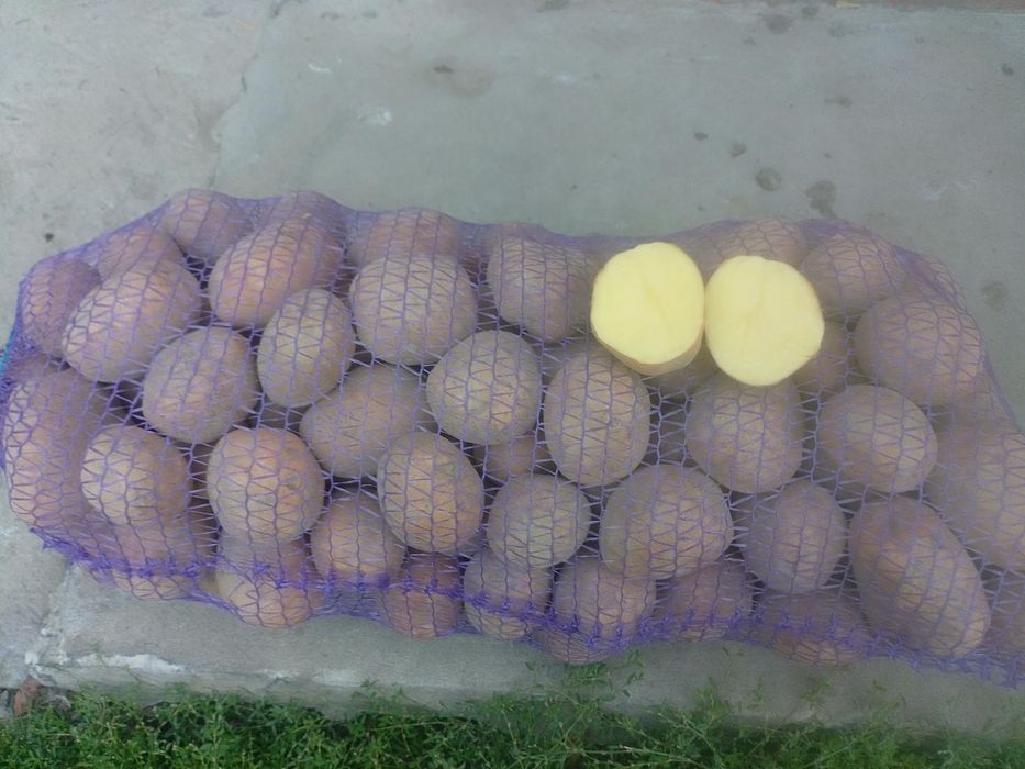 Продам картоплю без хімії! Белла росса