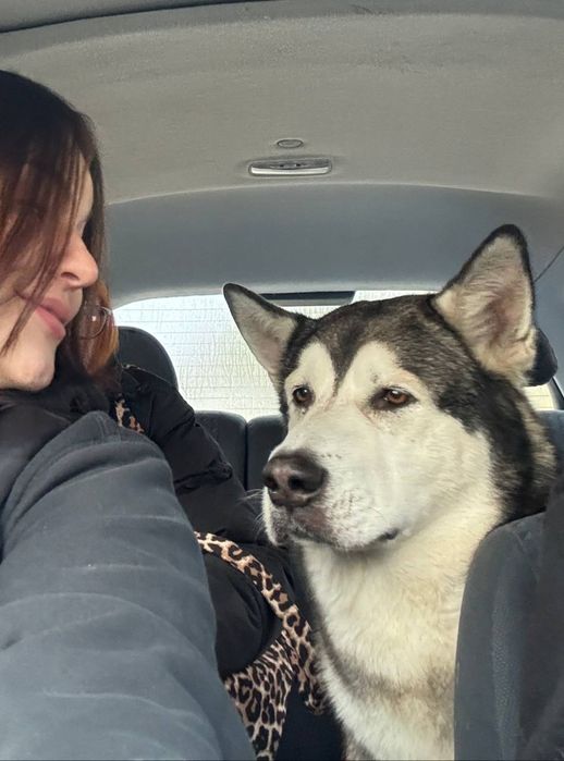 Отдам в хорошие руки маламута