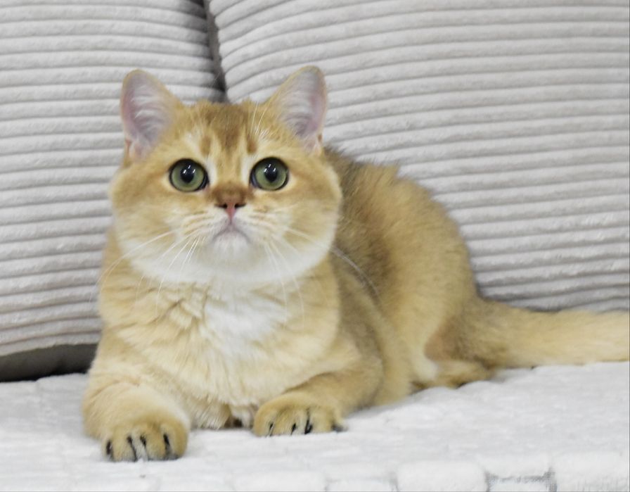 золотая шиншилла, котик, продажа