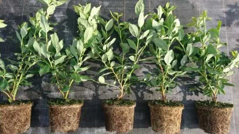 Голубика! 2-3 ЛЕТНИЕ САЖЕНЦЫ! Множество сортов! Дюк, Чендлер, Торо