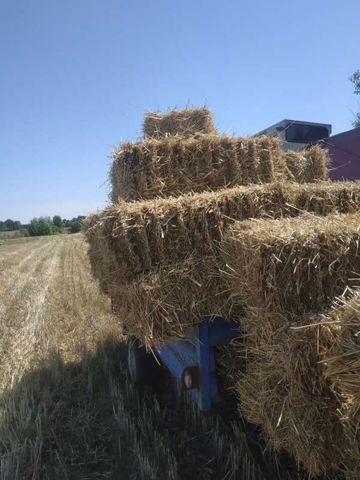 Продам солому пшенiчну,ячмiнну.