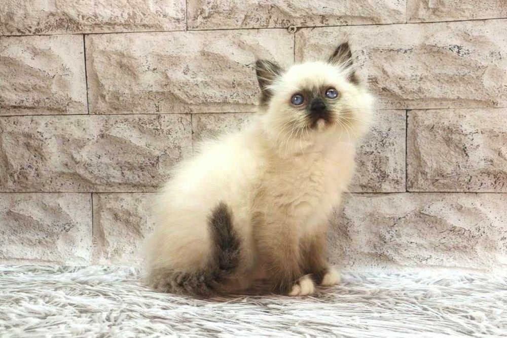 Красивий та ласкавий котик- РЕГДОЛЛ//Ragdoll