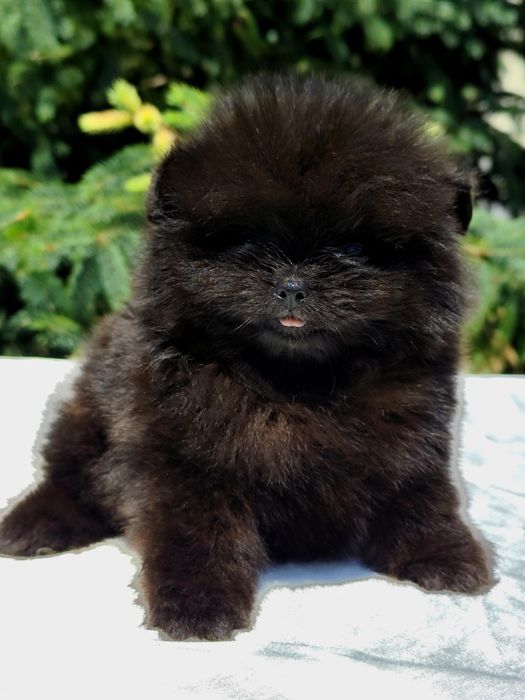 Шикарний чорний ведмедик