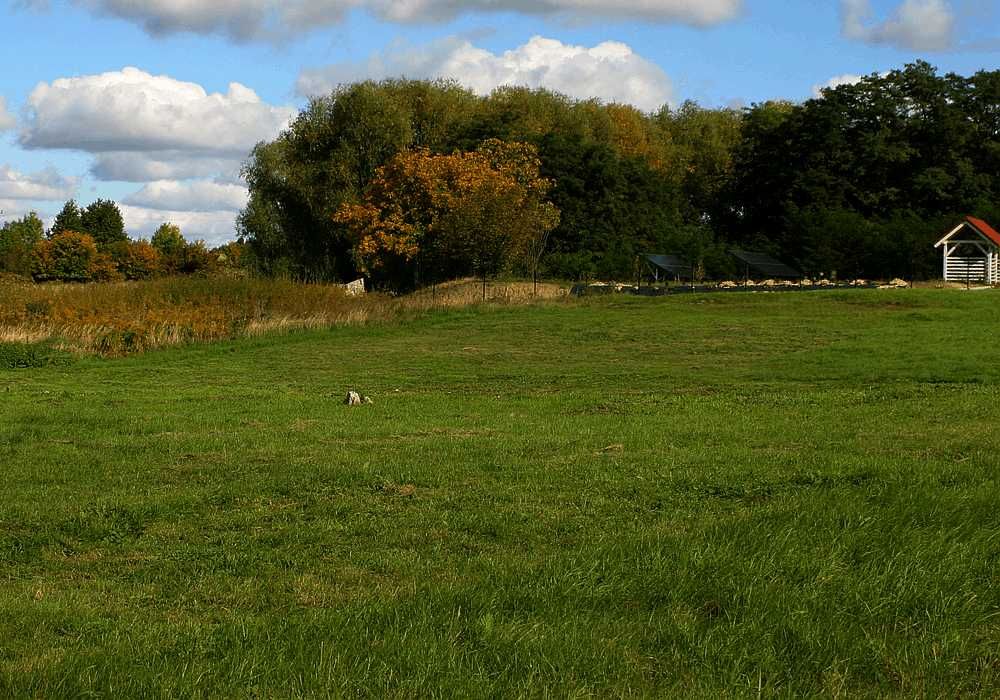 Działka budowlana 40 ar Złotogłowice gmina Nysa