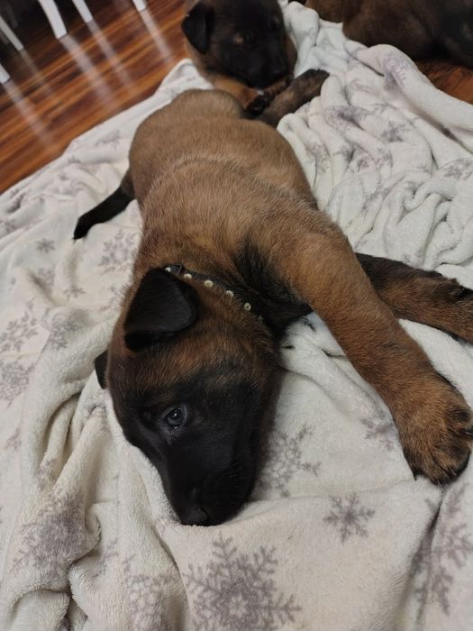 Owczarek belgijski

Z ogromną radością przedstaw