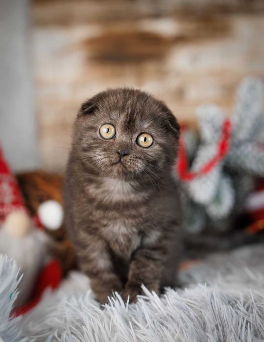 Шотландська висловуха дівчинка Ванда