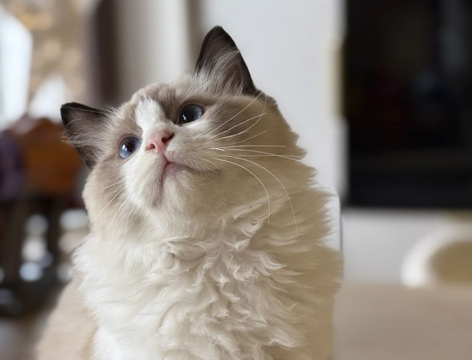 Donut Kocurek Ragdoll kot