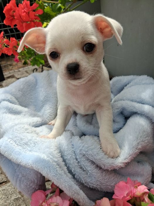 Chihuahua Piesek