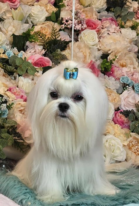 Przepiękny maltańczyk roczny ZKwP (FCI)