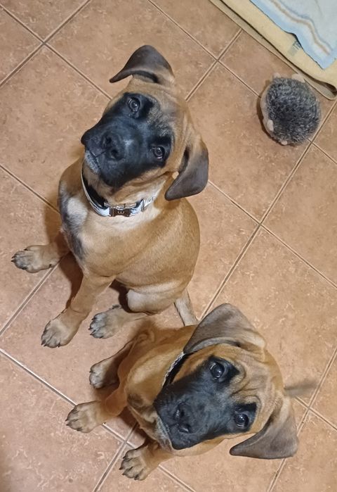 Szczeniaki Mieszanki Bokser/Owczarek Malinois  Czytaj Opis