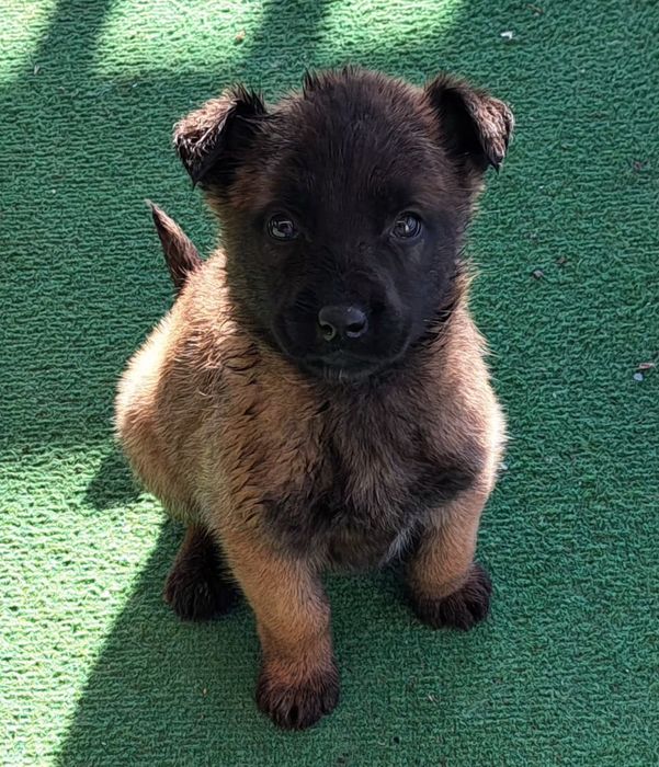 Owczarek belgijski Malinois - suczka