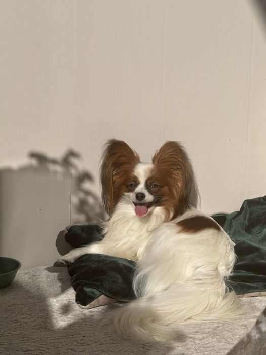 Папільйон, вʼязка