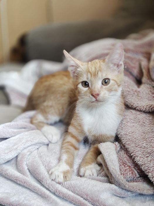 Rude rodzeństwo z domu tymczasowego  do adopcji